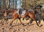 Mooie 5 jarige draver ruin, Dieren en Toebehoren, Paarden, Gechipt, Ruin, 3 tot 6 jaar, Recreatiepaard