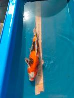 Koi Sanke 40cm, Karper of Koi