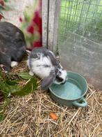 Mixjes minnilops hangoor baby konijntje, Dieren en Toebehoren, Konijnen, Meerdere dieren, Dwerg, Hangoor