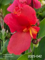 Mooie unieke canna's, Tuin en Terras, Ophalen, Overige soorten, Minder dan 100 cm