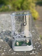 Springspin terrarium halloween schedel kerkhof web spin, Dieren en Toebehoren, Insecten en Spinnen, Spin of Schorpioen