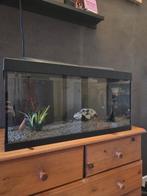 Aquarium, Ophalen, Zo goed als nieuw, Leeg aquarium