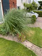 Siergras, Tuin en Terras, Planten | Tuinplanten, Ophalen, Volle zon, Vaste plant, Siergrassen