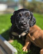 Te koop leuk kruising teckel pups ( tekkel), Dieren en Toebehoren, Honden | Niet-rashonden, Nederland, CDV (hondenziekte), 8 tot 15 weken