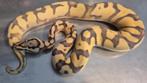 Python regius enchi fire pastel desert ghost 66% h pied man, Dieren en Toebehoren, Slang