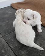 2 Malshi puppies ter adoptie beschikbaar:, Maltezer, Rabiës (hondsdolheid), 8 tot 15 weken, Meerdere