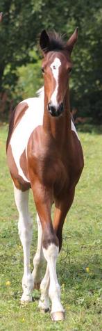 Bloedmooie en vooral lieve merrie!!!, Dieren en Toebehoren, Paarden, Merrie, Niet van toepassing, Gechipt, 0 tot 2 jaar