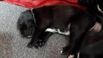 Stafford-kruising puppy’s zoeken hun forever home!, Dieren en Toebehoren, Honden | Niet-rashonden, 8 tot 15 weken, Meerdere dieren
