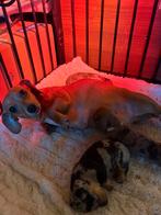 Mama teckel-chiwawa en papa teckel, Dieren en Toebehoren, Honden | Teckels en Dashonden, België, Particulier, 8 tot 15 weken, Korthaar