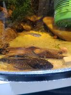 Long fin algeneters, Vis