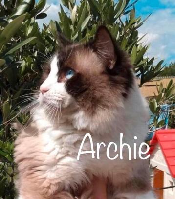 Ragdoll Dekkater Seal bicolor: Verdunning & Choc  -Stamboom  beschikbaar voor biedingen