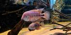 Vieja breidohri koppel, Dieren en Toebehoren, Vissen | Aquariumvissen, Vis, Zoetwatervis
