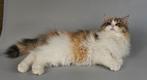2 langharige poesjes lapjes kindvriendelijk met stamboom, Dieren en Toebehoren, Katten en Kittens | Raskatten | Langhaar, Poes