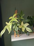 Philodendron Florida Ghost, Huis en Inrichting, Kamerplanten, Ophalen, Overige soorten, Minder dan 100 cm