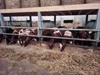 Te koop RB, Lakervelder,dekstieren en stieren voor de slacht, Meerdere dieren, 0 tot 2 jaar