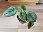 Alocasia Platinum, Huis en Inrichting, Kamerplanten, Ophalen of Verzenden