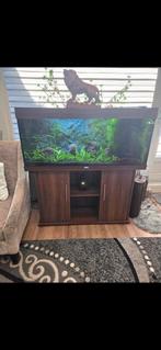 Aquarium JUWEL 240L, Dieren en Toebehoren, Vissen | Aquaria en Toebehoren, Ophalen of Verzenden, Zo goed als nieuw, Gevuld zoetwateraquarium