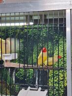 Binsen astrilde, Dieren en Toebehoren, Meerdere dieren, Tropenvogel, Geringd