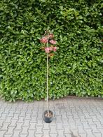 Jonge Esdoorn Boom, Ophalen, Volle zon, Overige soorten