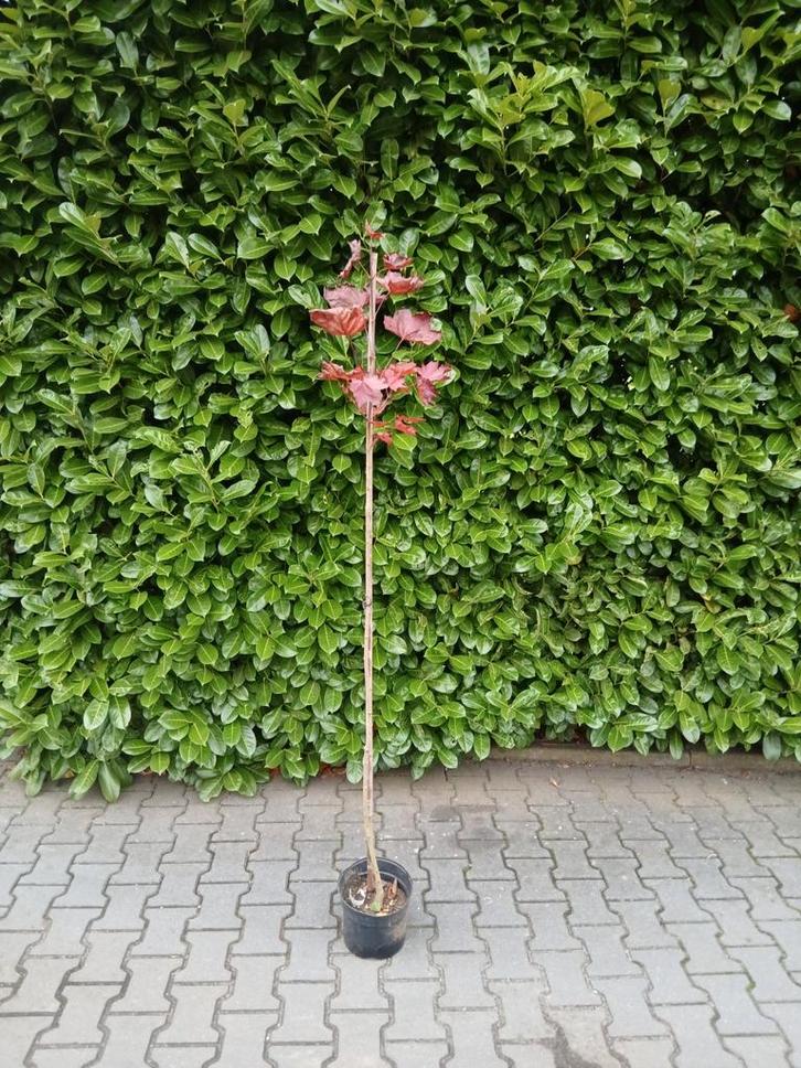 Jonge Esdoorn Boom, Tuin en Terras, Planten | Bomen, Overige soorten, Volle zon, Ophalen