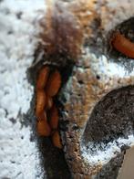 Ter overname aangeboden., Dieren en Toebehoren, Insecten en Spinnen, Overige soorten