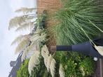 Pluimen pampas, Tuin en Terras, Ophalen, Volle zon, Overige soorten, Minder dan 100 cm