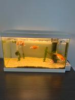 Aquarium met vissen, Vis