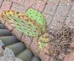 Opuntia Aciculata schijfcactus, Ophalen of Verzenden, Zomer, Overige soorten, Volle zon