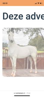 3990 euro! met concourkar en  tuigpaard!(vader Victory  ), Dieren en Toebehoren, Paarden, Merrie, Gechipt, Zadelmak, 160 tot 165 cm