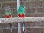 Veelkleuren parkieten, Dieren en Toebehoren, Vogels | Parkieten en Papegaaien, Vrouwelijk, Parkiet, Geringd