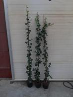 Hedera hibernica (klimop), Tuin en Terras, Ophalen, Bloeit niet, Vaste plant, Klimplanten