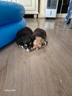 Chihuahua puppies, Dieren en Toebehoren, Honden | Chihuahua's en Gezelschapshonden, Reu, 8 tot 15 weken, Meerdere, Chihuahua
