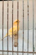 mannelijke kanaries, Dieren en Toebehoren, Vogels | Kanaries, Mannelijk, Kleurkanarie