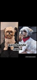 Shi tzu pups verwacht medio Maart, Meerdere, Meerdere dieren, 3 tot 5 jaar, Nederland