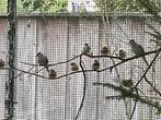 Diamantduiven, Dieren en Toebehoren, Vogels | Duiven, Meerdere dieren, Overige soorten