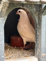 Jonge sierduif ‘figurata’, Dieren en Toebehoren, Vogels | Duiven, Geslacht onbekend, Overige soorten