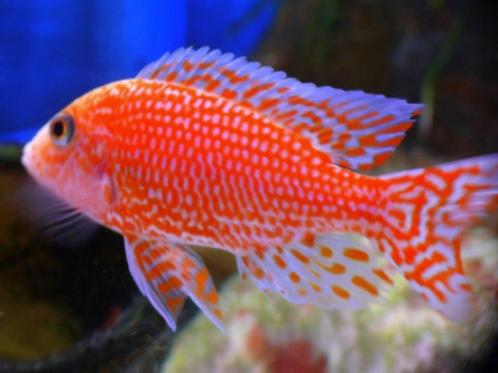 50 soorten Malawi cichlide, kleurige vissen , kom kijken!, Dieren en Toebehoren, Vissen | Aquariumvissen, Vis