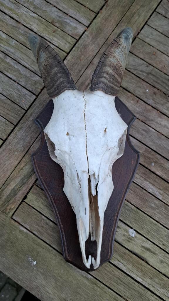 gewei hoorn schedel thar, Verzamelen, Dierenverzamelingen, Gebruikt, Gewei of Kop, Overige soorten, Ophalen of Verzenden