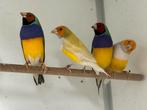 Gouldamadines - erythrura gouldiae, Meerdere dieren, Tropenvogel, Geringd