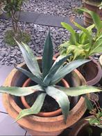 Grote Bio Nederlandse blauw Agave zonplanten winterhard, Overige soorten, Volle zon, Vaste plant, Ophalen of Verzenden