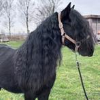 Chique grote B-pony zoekt fanatiek ruitertje, Dieren en Toebehoren, Pony's, Gechipt, B, Ruin, 7 tot 10 jaar