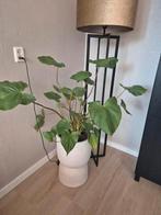 Philodendron rugosum, Ophalen, 100 tot 150 cm, Halfschaduw, In pot