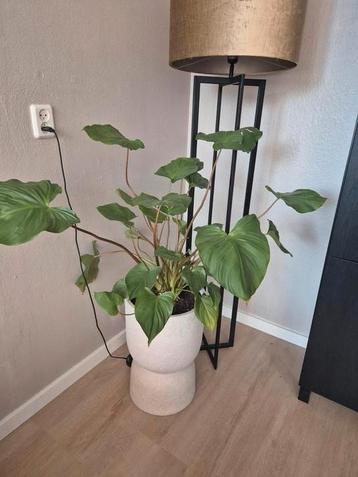 Philodendron rugosum beschikbaar voor biedingen