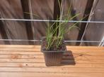 Knoflookbieslook (bio) ook te proeven*, Ophalen, Zomer, Volle zon