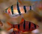 vijfstreep barbeel, Dieren en Toebehoren, Vissen | Aquariumvissen, Vis, Zoetwatervis, Schoolvis