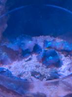 Zeeaquarium discosoma spotted special selected oren., Dieren en Toebehoren, Vissen | Aquaria en Toebehoren, Ophalen, Gevuld zeewateraquarium