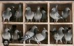 Postduiven en sierduiven aanname, Dieren en Toebehoren