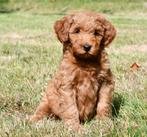 Australian Labradoodle pups uit geteste ouders, Dieren en Toebehoren, Honden | Retrievers, Spaniëls en Waterhonden, Nederland