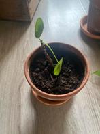 Pannenkoekplant in pot, Ophalen, Overige soorten, Halfschaduw, In pot