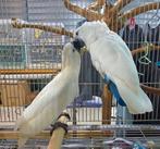gezocht witkuif kaketoes, Dieren en Toebehoren, Vogels | Parkieten en Papegaaien, Meerdere dieren, Papegaai
